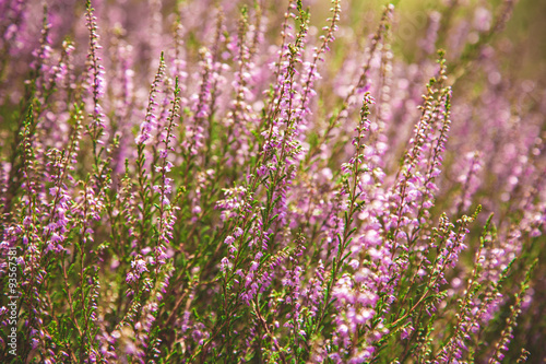 Beautiful purple heather moorland