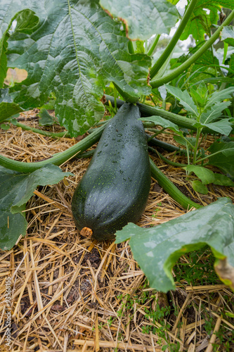 Organic zucchini in garden stock photograph photo