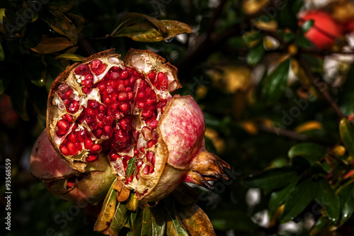 grani di melograno photo