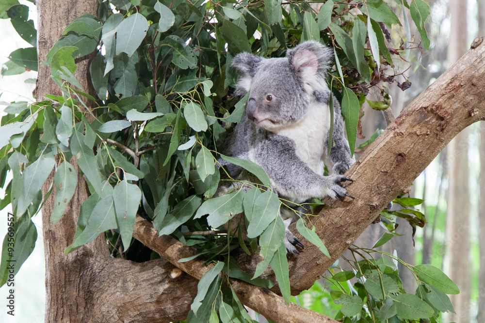 Obraz premium Koala bear on a tree