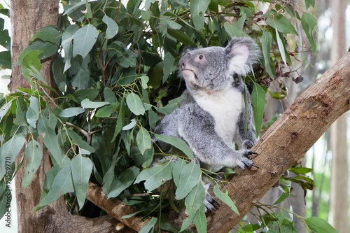 Canvas Print Koala bear on a tree