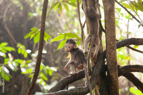 Young macaque monkeys
