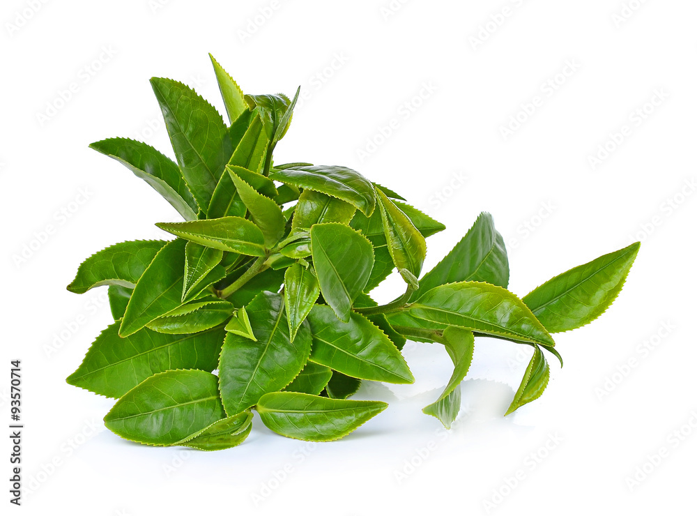 Green tea leaf isolated on white background Green tea leaf isolated on white background