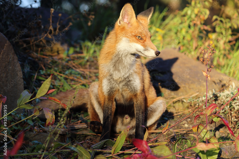 Obraz premium Fuchs auf der Wiese