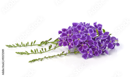 purple flowers isolated on a white background.