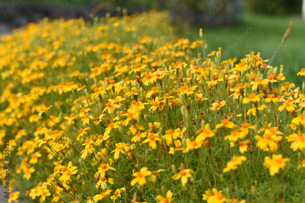 fiori gialli aiuola fiorire giardino fiori per esterno