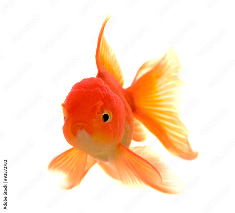 Goldfish on White Background Goldfish on White Background