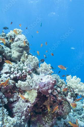  coral reef with  fishes scalefin anthias  underwater