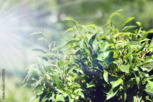 Green tea bush with fresh leaves  outdoors