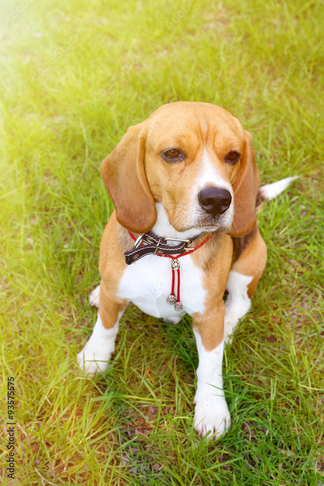 Funny cute beagle dog in park on green grass