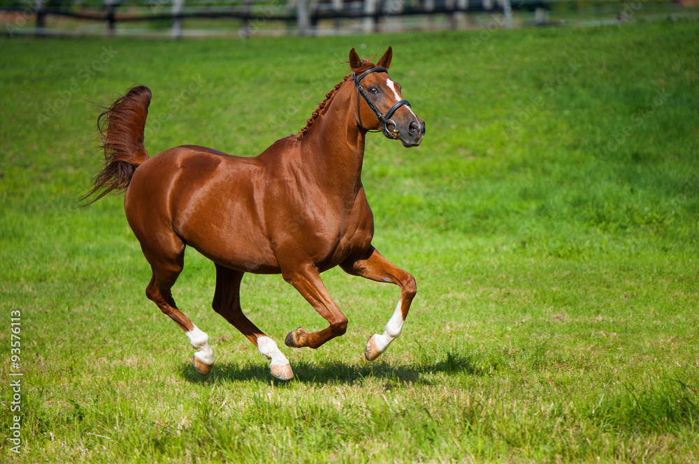 Reitpferd im Freilauf