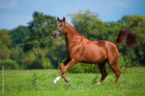Reitpferd