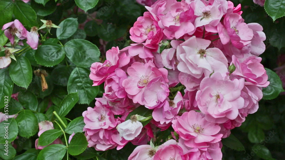 Big bush of the blossoming pink roses Big bush of the blossoming pink roses