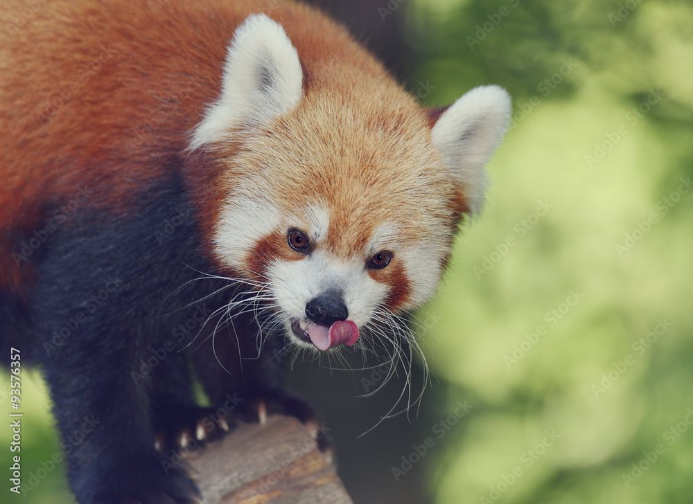 Obraz premium Red Panda