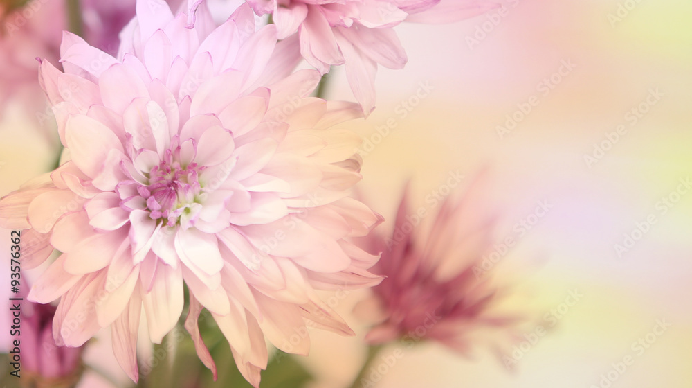 Colorful pink and yellow flowers with an area for text. Horizontal.