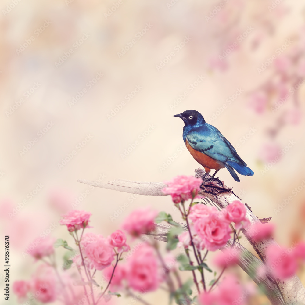 Obraz premium Superb Starling Bird