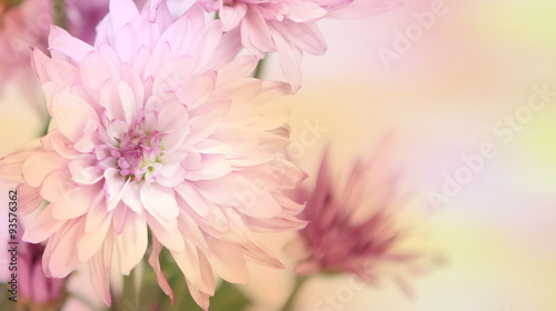 Colorful pink and yellow flowers with an area for text. Horizontal.