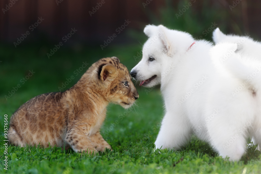 White Swiss Shepherds puppy lying with lion