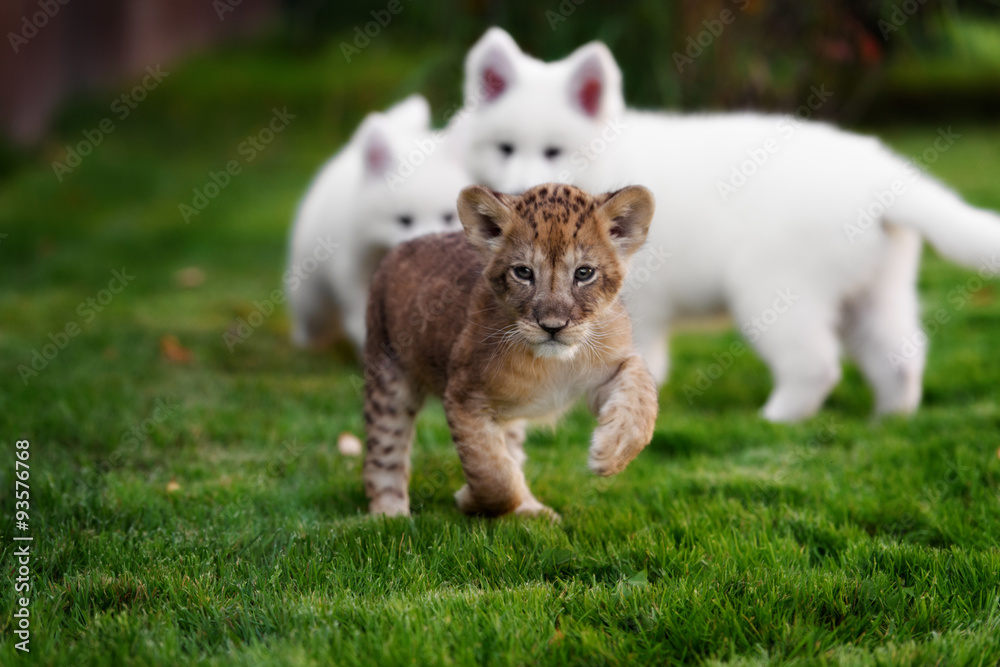 Obraz premium White Swiss Shepherds puppy lying with lion