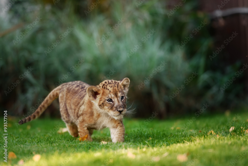 Young lion cub in the wild Young lion cub in the wild