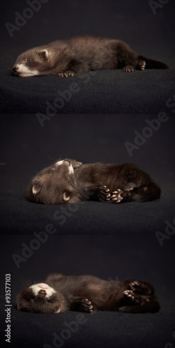 Dark ferret on blanket