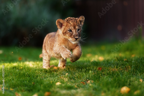 Fotografiet Young lion cub in the wild