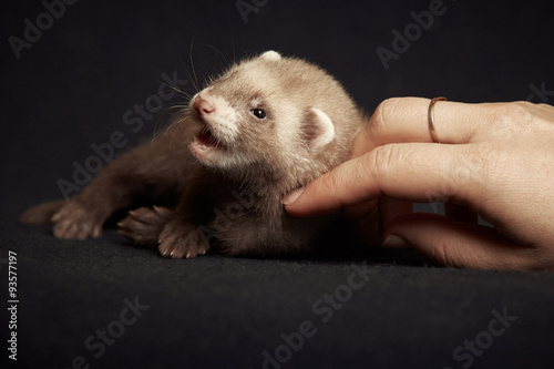 Funny ferret baby