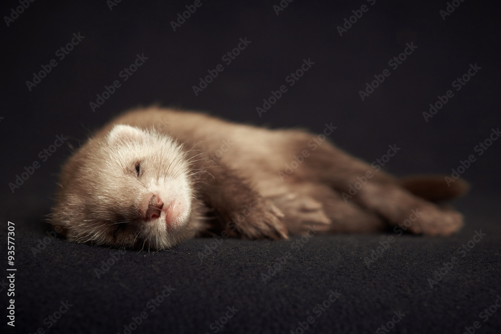 Nice ferret baby on blanket Nice ferret baby on blanket