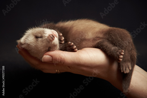 Ferret baby in hand