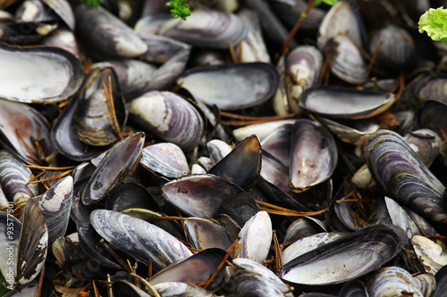 collect and prepare mussels