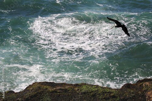 A seagull soaring over an ocean cliff coast.