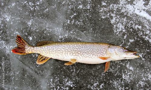 Northern Pike Ice Fishing