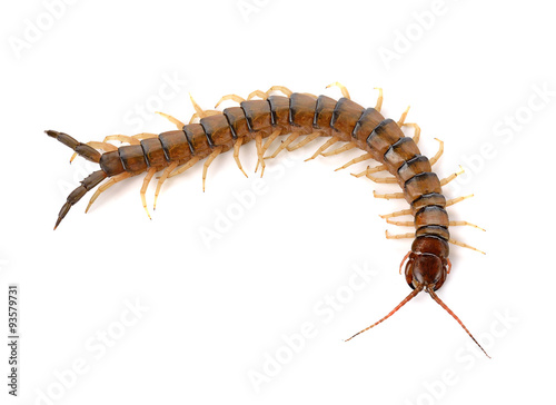 Foto centipede on white background