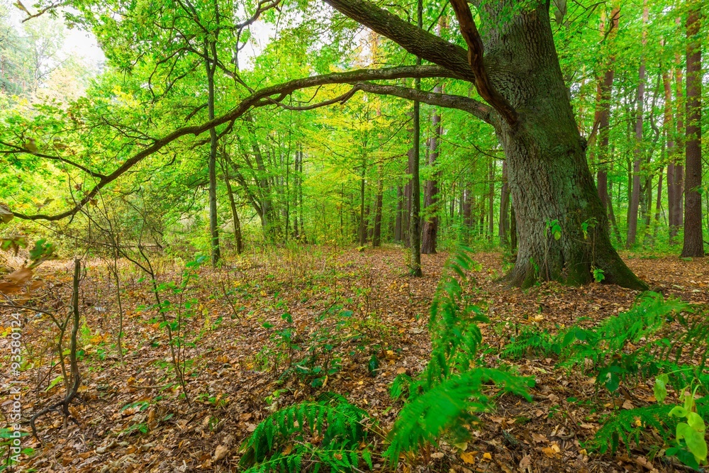 Fototapeta premium Autumnal forest landscape