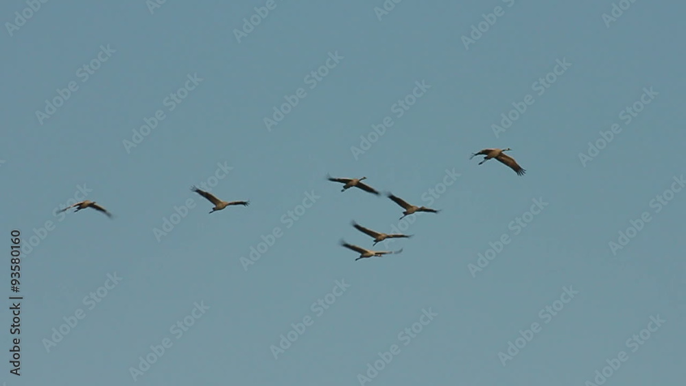 Group of migrating Common Cranes or Eurasian Cranes (Grus Grus) bird flying high up in the air during an autumn day. Group of migrating Common Cranes or Eurasian Cranes (Grus Grus) bird flying high up in the air during an autumn day.