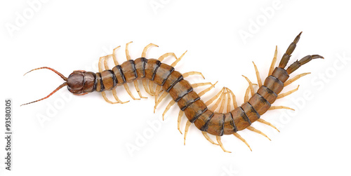 Leinwand Poster centipede on white background