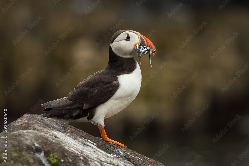 Puffin with Sandeels Puffin with Sandeels