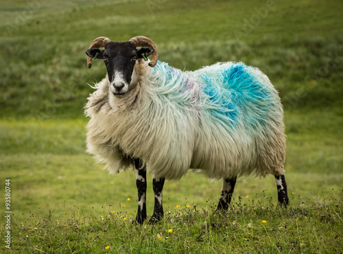 Hebridean Sheep photo
