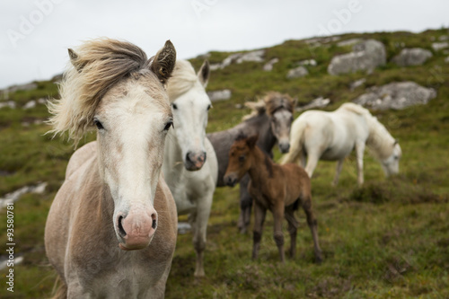 Photo Eriskay Ponies