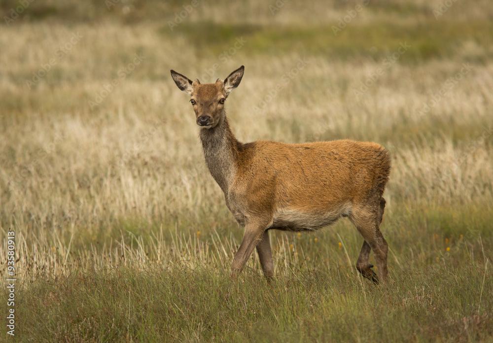 Red Deer Red Deer