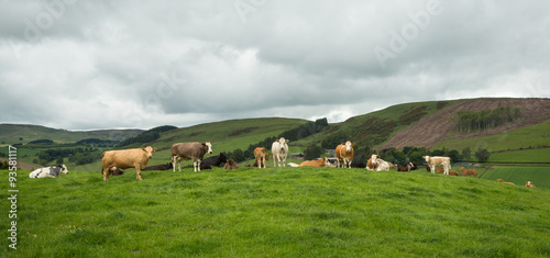 Dairy Cows in a Scottish Landscape