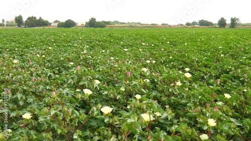 A field of cotton plants with unripe bolls and flower with leaf (4K)