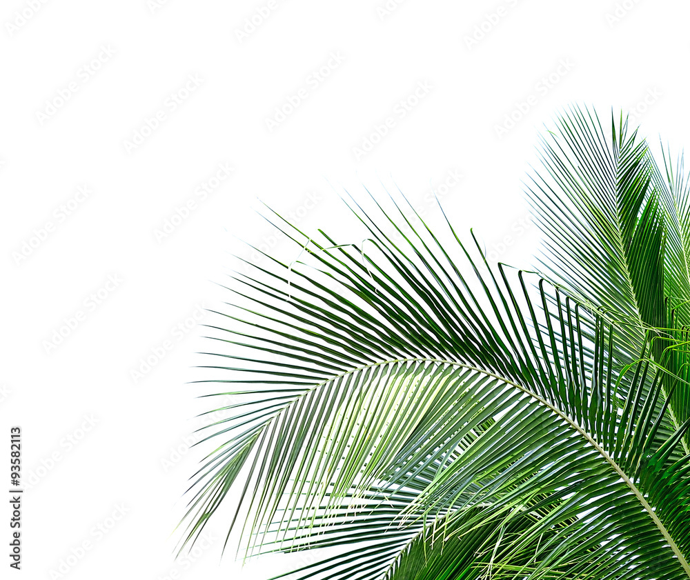 coconut leaves on white background coconut leaves on white background