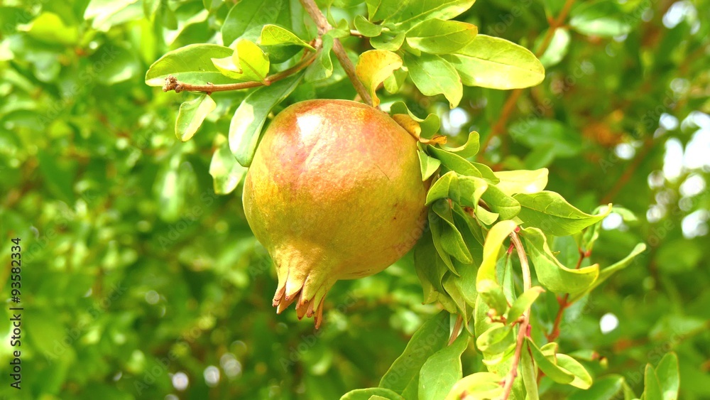 Pomegranate on the tree lit with warm morning light (4k) Pomegranate on the tree lit with warm morning light (4k)