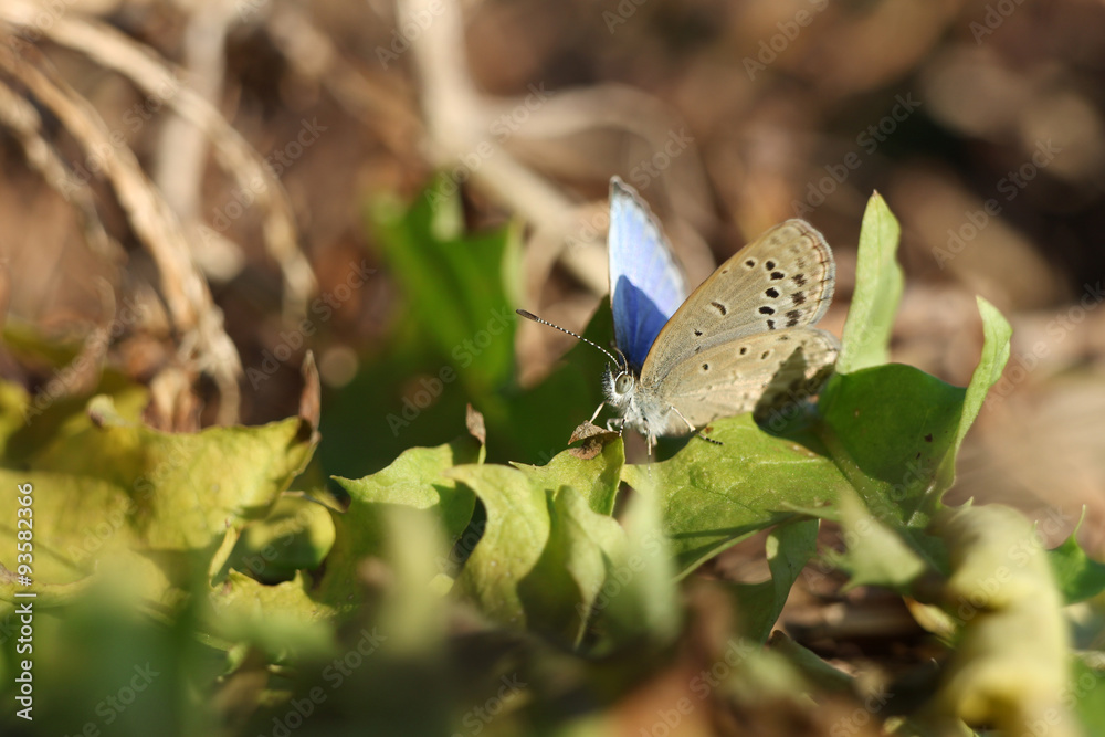 custom made wallpaper toronto digitalblue wings on the leaf