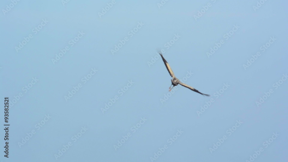 Group of migrating Common Cranes or Eurasian Cranes (Grus Grus) bird flying high up in the air during an autumn day. Group of migrating Common Cranes or Eurasian Cranes (Grus Grus) bird flying high up in the air during an autumn day.