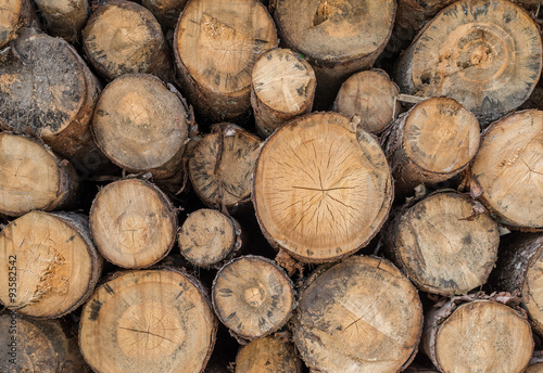 Big pile of cut logs  closeup  Italy