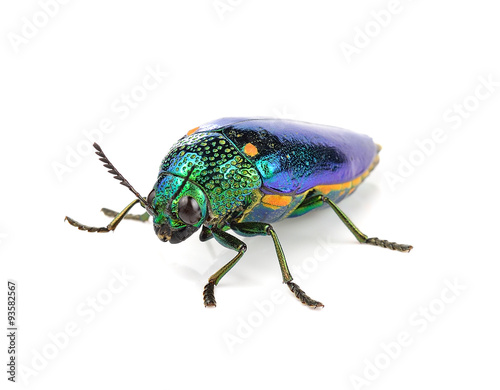  metallic wood-boring beetle  isolated on white background. © anatchant