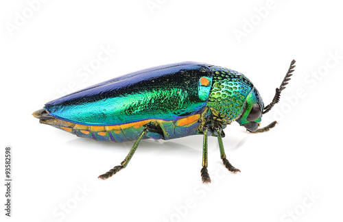  metallic wood-boring beetle isolated on white background.