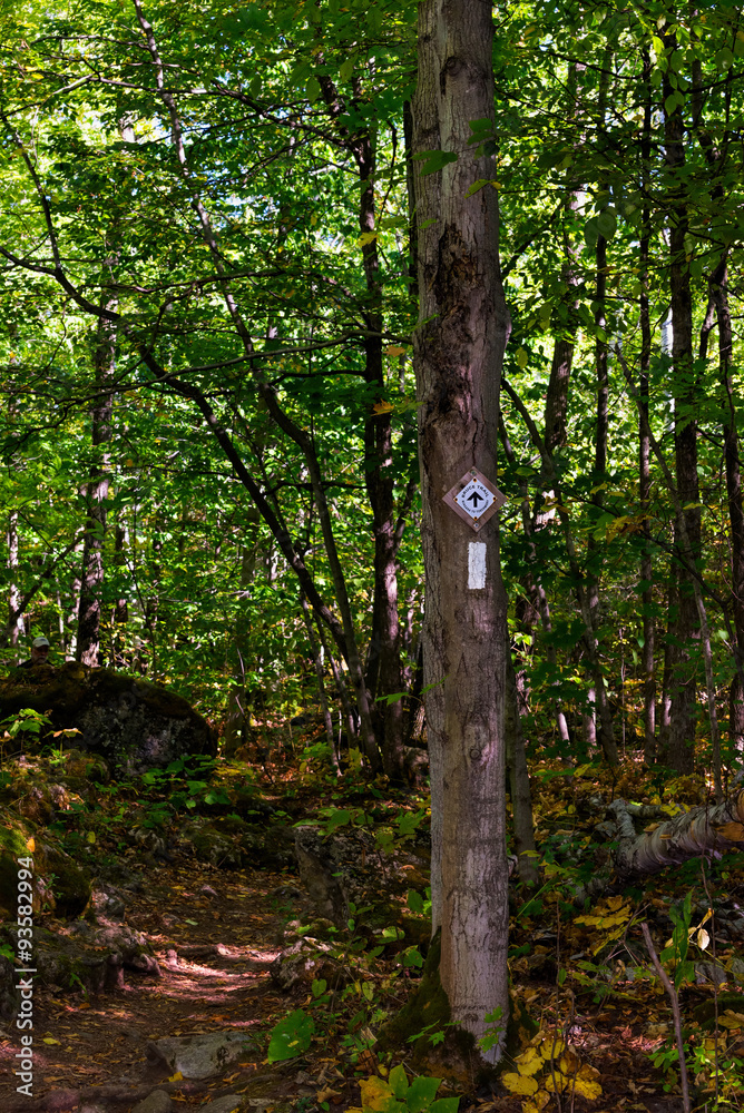 Forest Trail Forest Trail